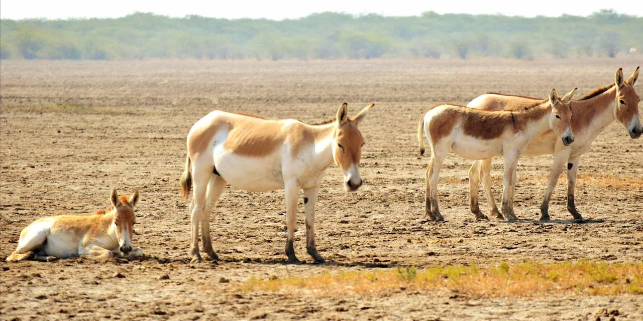 rann-of-kutch-wildlife-sanctuary-img
